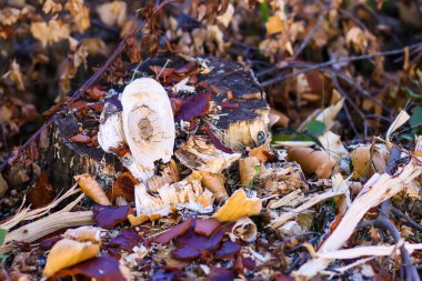 Soyulmuş ağaç kabuğu kereste kampının zemininde.