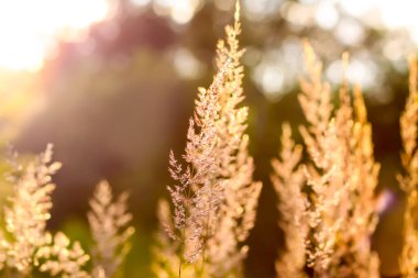 Bir yaz akşamında, sıcak bir gün batımında, bir tarlada yabani otlar..