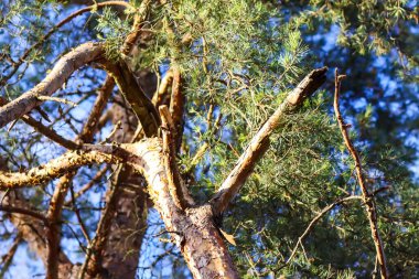 çam ağacı dalları kapanır.