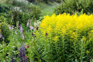 Güzel yaz çiçekleri olan çok renkli çiçek tarhı.