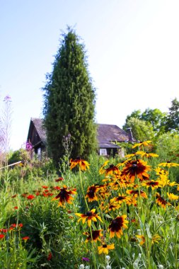 Rudbeckia hirta veya Siyah Gözlü Susan sarı çiçekler. Çiçek mevsiminde, yaz mevsiminde süs bahçesi bitkileri.