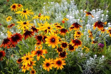 Rudbeckia hirta veya Siyah Gözlü Susan sarı çiçekler. Çiçek mevsiminde, yaz mevsiminde süs bahçesi bitkileri.