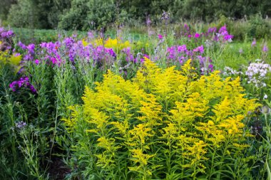 Güzel yaz çiçekleri olan çok renkli çiçek tarhı.