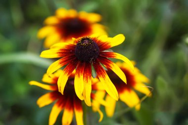 Rudbeckia hirta veya Siyah Gözlü Susan sarı çiçekler. Çiçek mevsiminde, yaz mevsiminde süs bahçesi bitkileri.