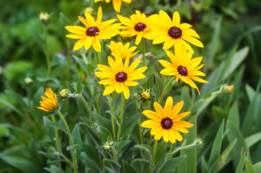 Rudbeckia hirta veya Siyah Gözlü Susan sarı çiçekler. Çiçek mevsiminde, yaz mevsiminde süs bahçesi bitkileri.