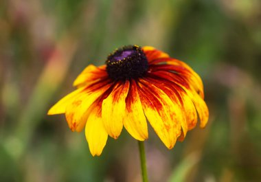 Rudbeckia hirta veya Siyah Gözlü Susan sarı çiçekler. Çiçek mevsiminde, yaz mevsiminde süs bahçesi bitkileri.