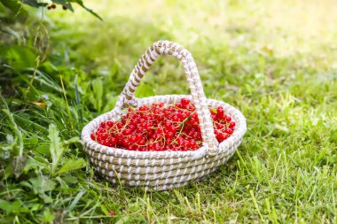 Sepetinde frenk üzümü olan sepet. Taze kırmızı böğürtlen. Sağlıklı besinler..