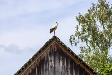 Eski ahır çatısında leylek.