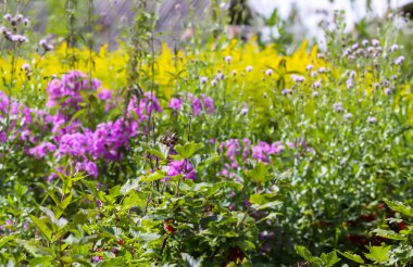 Yaz günü bahçe çiçekleri. Pembe fenomenler.