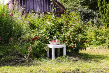 Kırsalda böğürtlen toplama mevsiminde frenk üzümü üzümü..
