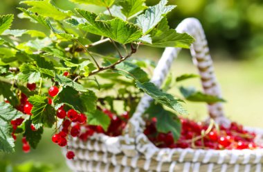Kırsalda böğürtlen toplama mevsiminde frenk üzümü üzümü..