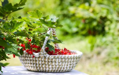 Kırsalda böğürtlen toplama mevsiminde frenk üzümü üzümü..