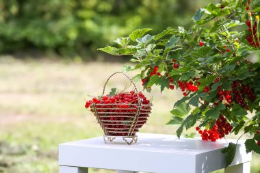 Kırsalda böğürtlen toplama mevsiminde frenk üzümü üzümü..