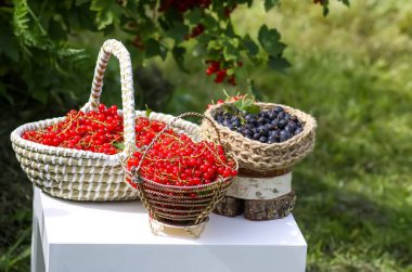 Kırsalda üzüm toplama mevsiminde üzümlü ve üzümlü kuşüzümü..