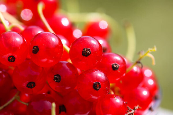Basket with red currants. Fresh ripe red berries. Healthy food ingredients.