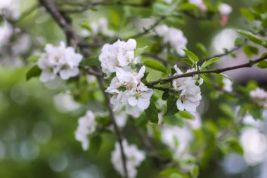 Narin beyaz çiçekli elma dalları.
