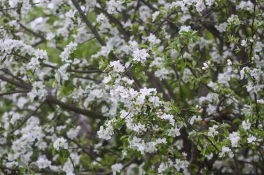 Narin beyaz çiçekli elma dalları.