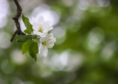 Narin beyaz çiçekli elma dalları.