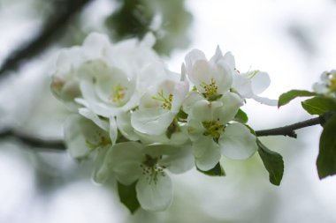 Çiçek mevsimi. Narin beyaz çiçekli elma dalları.