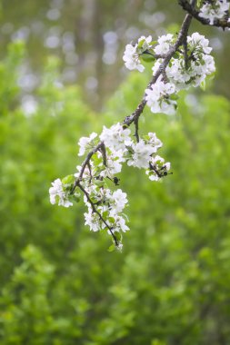 Çiçek mevsimi. Narin beyaz çiçekli elma dalları.