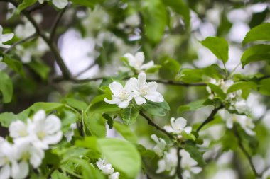 Çiçek mevsimi. Narin beyaz çiçekli elma dalları.