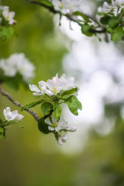 Çiçek mevsimi. Narin beyaz çiçekli elma dalları.