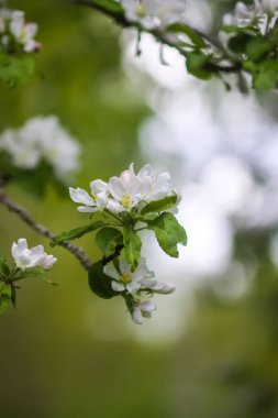 Çiçek mevsimi. Narin beyaz çiçekli elma dalları.