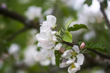 Çiçek mevsimi. Narin beyaz çiçekli elma dalları.