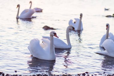 Nehir yüzeyinde yüzen beyaz kuğular.