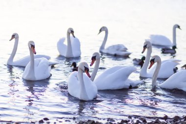 Nehir yüzeyinde yüzen beyaz kuğular.