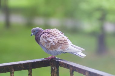 Güvercin kuşu eski balkon korkuluklarında.