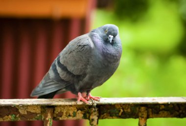 Güvercin kuşu eski balkon korkuluklarında.