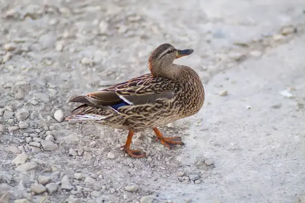 Wild duck bird on the asphalt road.