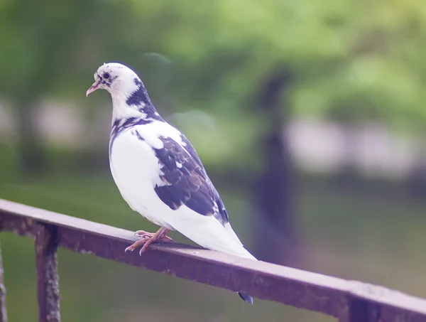 stock image Pigeon bird on the old balcony railing.