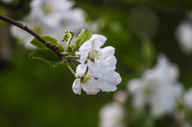 Bahar bahçesindeki elma dallarında narin beyaz çiçekler..
