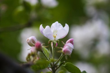 Bahar bahçesindeki elma dallarında narin beyaz çiçekler..