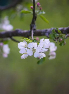 Bahar bahçesindeki elma dallarında narin beyaz çiçekler..