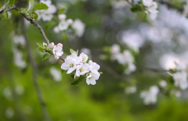Bahar bahçesindeki elma dallarında narin beyaz çiçekler..