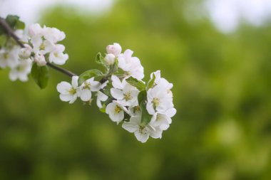 Bahar bahçesindeki elma dallarında narin beyaz çiçekler..