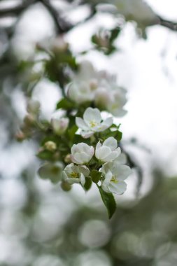 Bahar bahçesindeki elma dallarında narin beyaz çiçekler..