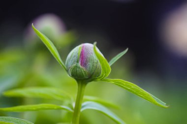 Çiçek açmadan önce çiçek tomurcuğu.