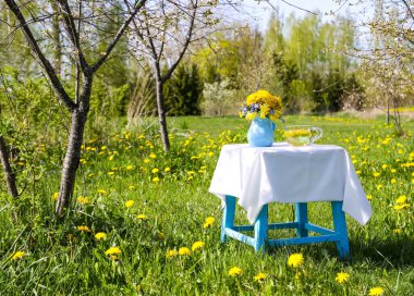 Sarı karahindiba çiçeklerinin açtığı bir bahar bahçesinde bitki çayı.