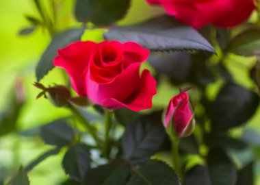 Gül çiçeği. Çiçek saksısında parlak güzel bir ev bitkisi.