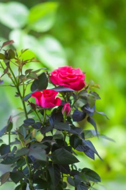 Gül çiçeği. Çiçek saksısında parlak güzel bir ev bitkisi.