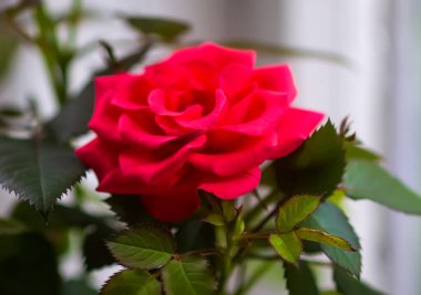 Gül çiçeği. Çiçek saksısında parlak güzel bir ev bitkisi.