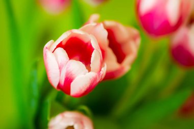 Lale buketi. Uluslararası Kadınlar Günü, doğum günü, Anneler Günü için bahar dekoru ya da hediye.