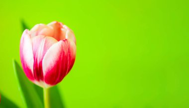 Lale buketi. Uluslararası Kadınlar Günü, doğum günü, Anneler Günü için bahar dekoru ya da hediye.