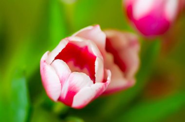 Lale buketi. Uluslararası Kadınlar Günü, doğum günü, Anneler Günü için bahar dekoru ya da hediye.