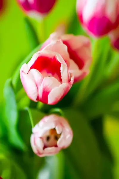 Tulips bouquet. Spring decor or present for International Women\'s Day, birthday, Mother\'s day.