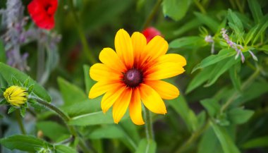 Rudbeckia Hiro yaz bahçesinde sarı çiçekler. Çiçek mevsiminde siyah gözlü Susan bitkileri.